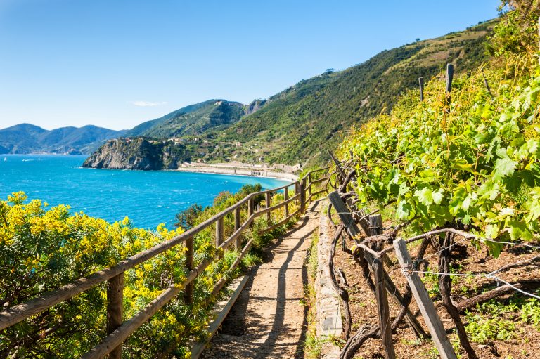 Path in vineyards, beautiful view of the sea and mountains. Cinque Terre national park, Liguria, Italy