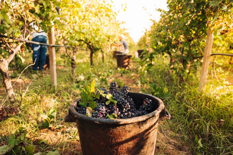 September, seasonal harvesting of Primitivo grapes in the vineyard
