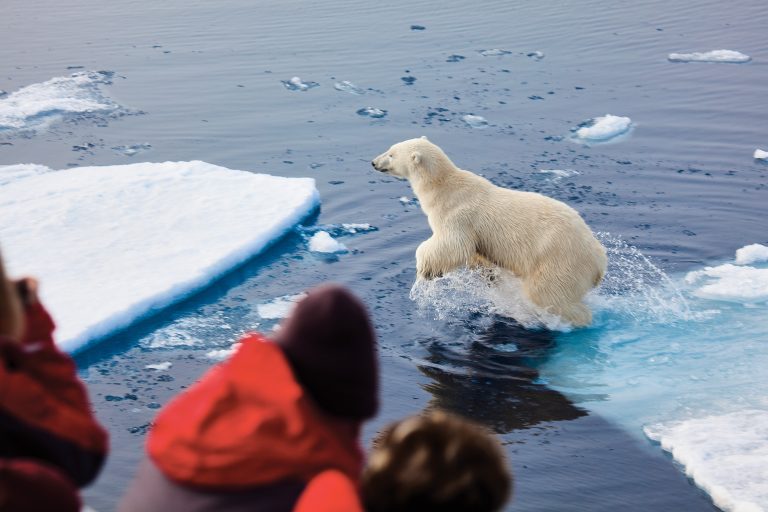 Guests are watching a Polar Bear jumping on ice blocks.