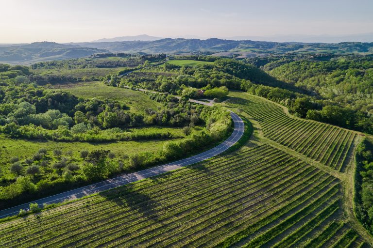 Castelfalfi - Vineyards